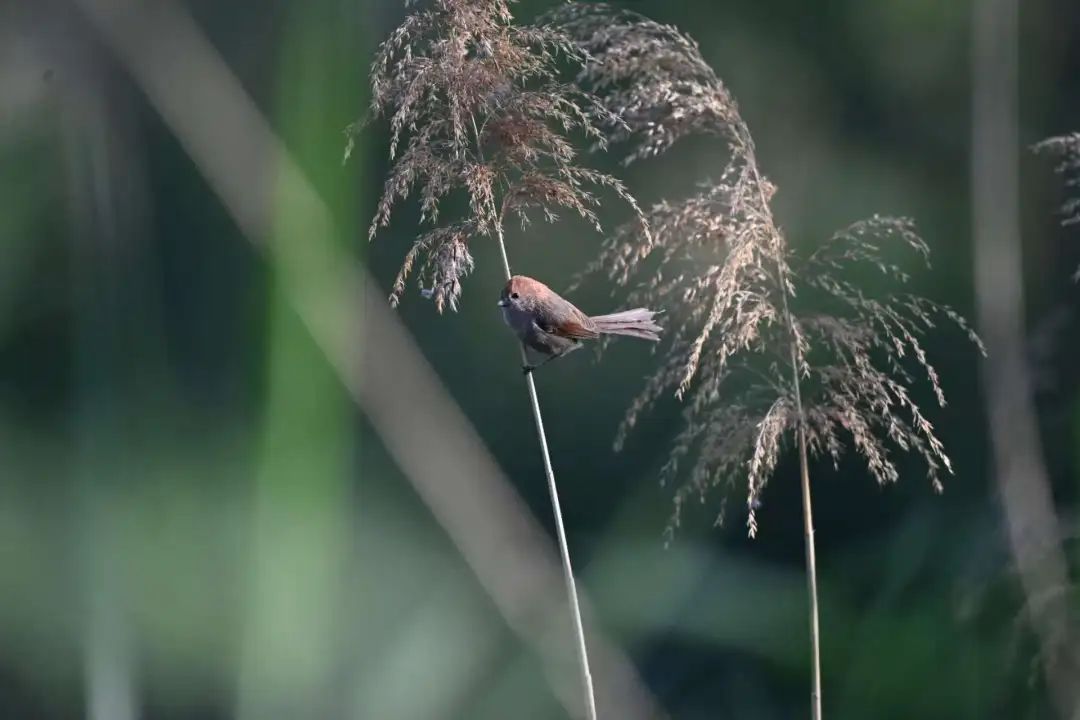南乐县马颊河国家湿地公园|生态如画 候鸟翔集