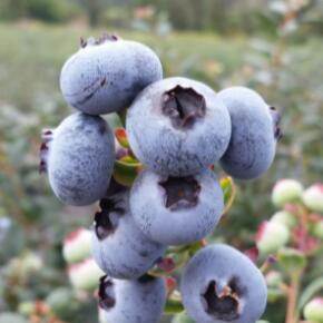 黑龙江最有名的特产是什么(黑龙江特产排行榜前十名)-第4张图片-飞扬号