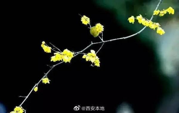 周末赏梅好去处!盘点西安几处蜡梅盛开的地方