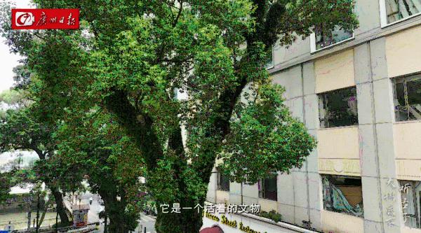 广州沙面常常弥漫着一股神秘香味?原来出自它……