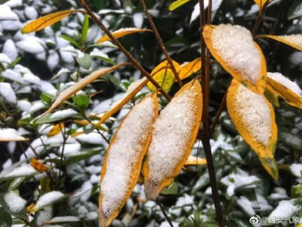就在明天,正式进入!陕西发布重要天气报告,局地暴雪!