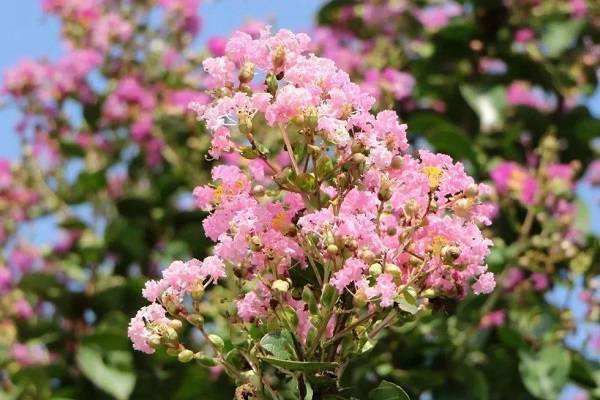 新加坡怎么样，字节跳动新加坡怎么样