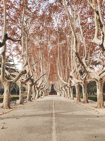"西安交通大学是我到西安逛的第一个景点。它有个有趣的花名,“不挂女神”_西安交通大学(兴庆校区)"的评论图片