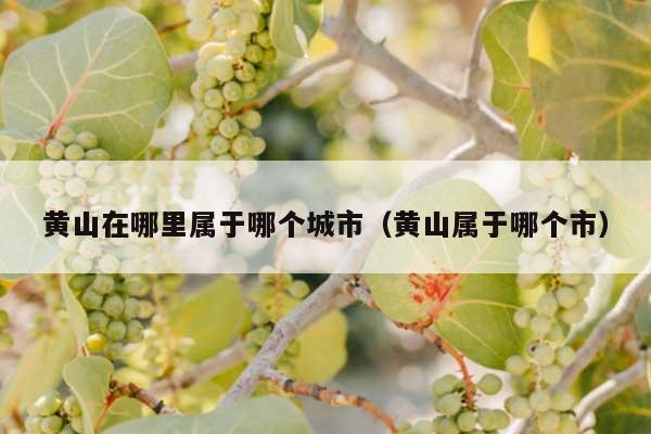 黄山在哪里属于哪个城市(黄山属于哪个市)