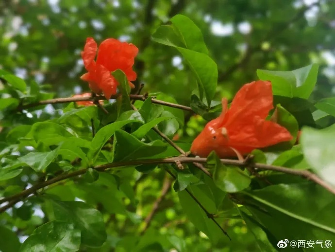 西安气象:今日最高气温突破35℃ 明后两天热力持续