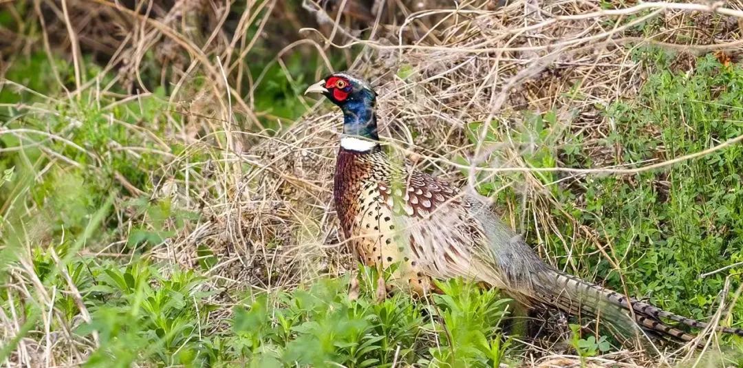 南乐县马颊河国家湿地公园|生态如画 候鸟翔集