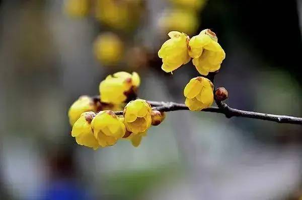 周末赏梅好去处!盘点西安几处蜡梅盛开的地方