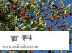 冀州属于河北省什么地区？