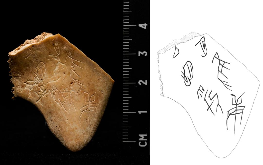 “胐”刻辞甲骨及刻辞摹本。陕西省考古研究院供图