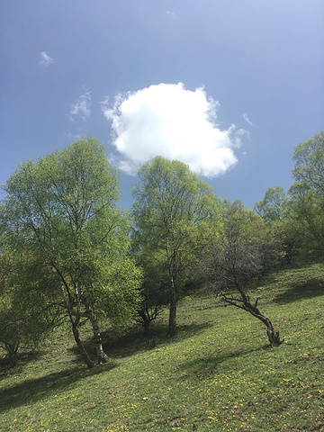 "路况很好,到关山牧场售票处,成人门票65,孩子32,车子5元,服务人员服务很好,热情,进入景区..._关山草原"的评论图片