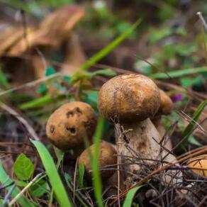 云南特产有哪些（云南必买的十大特产）-第3张图片-飞扬号