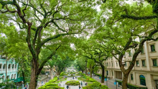 广州沙面常常弥漫着一股神秘香味?原来出自它……