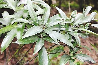 南平“市树”:闽楠、香樟 “市花”:桂花、百合花