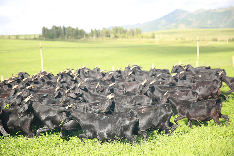 云南省自主培育的云上黑山羊。云南省畜牧兽医科学院供图