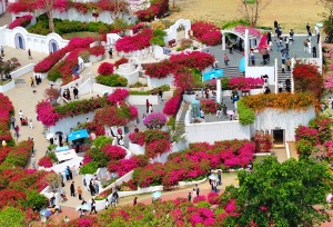 清明“赏花经济”火热 南宁这里的三角梅迎着春光绽放