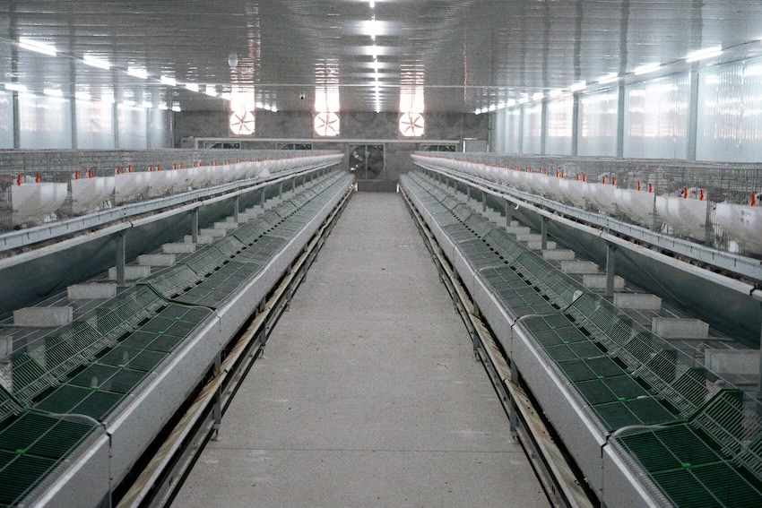 智能温湿调控让养殖车间更适宜肉兔生长。人民网 王凡摄