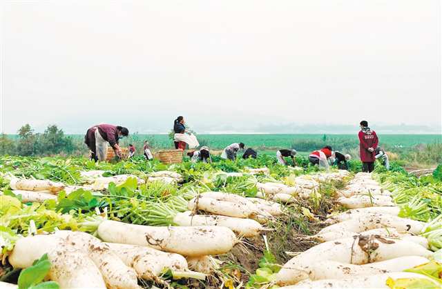 铜梁区高楼镇涪江河畔中坝,农民采收萝卜。(资料图片)通讯员 赵武强 李拉拉 摄/视觉重庆