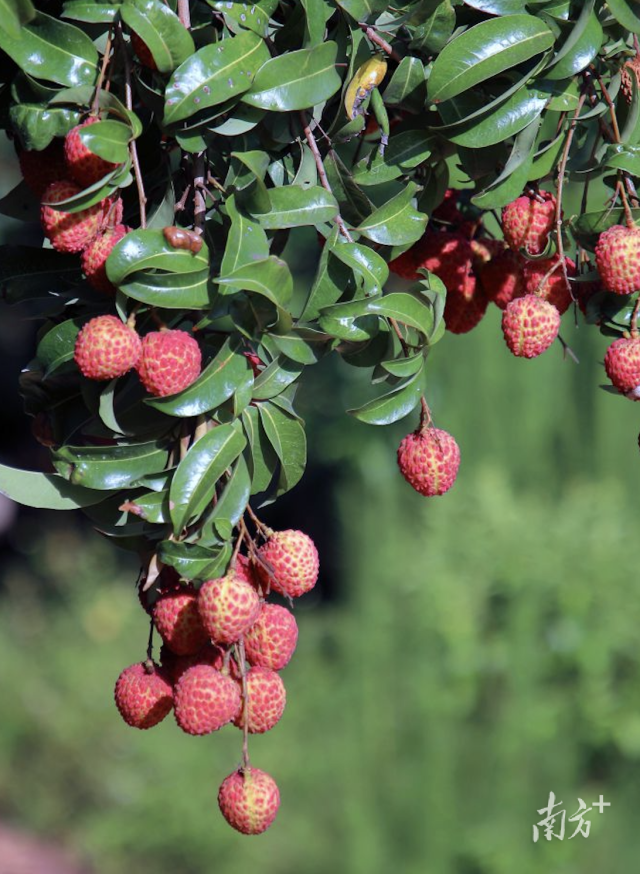 凤山红灯笼荔枝。汕尾市农业农村局供图