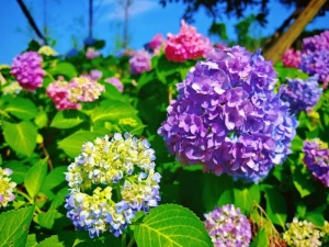 柳州这里的绣球花开得可美了,还超出片!