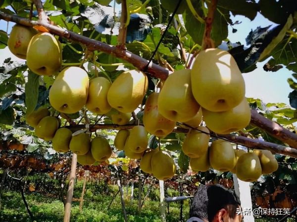 贵州十大土特产(贵州省十大特产及排行榜)