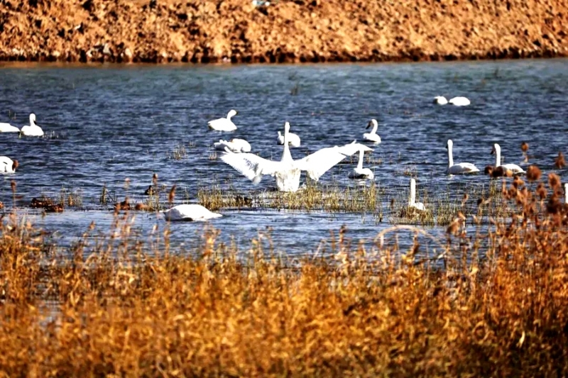 黄河湿地,候鸟乐享冬日。