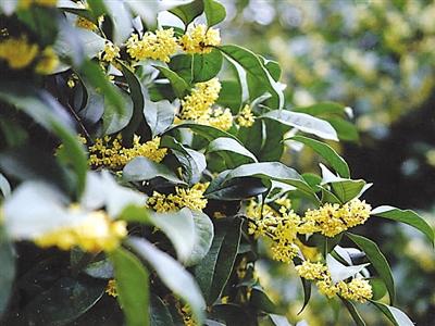 南平“市树”:闽楠、香樟 “市花”:桂花、百合花