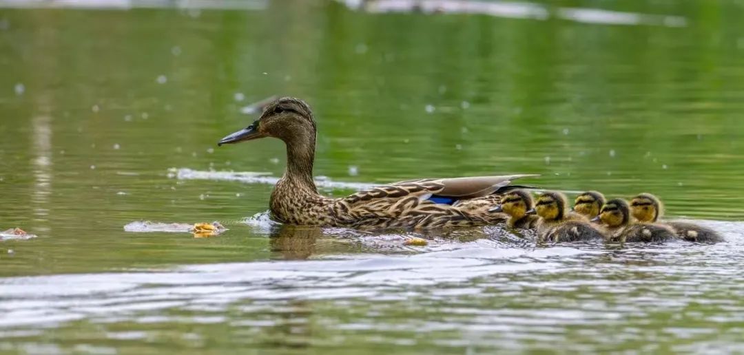 南乐县马颊河国家湿地公园|生态如画 候鸟翔集