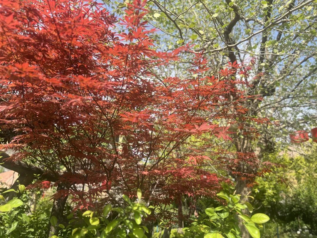 西安气象:今日最高气温突破35℃ 明后两天热力持续