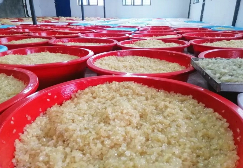 等待烘干的皂角米。