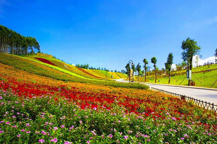十里蓝山花路
