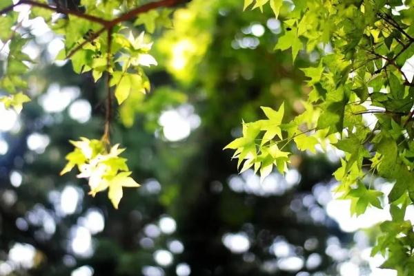 @西安人，预警降级！立秋后午间仍有高温