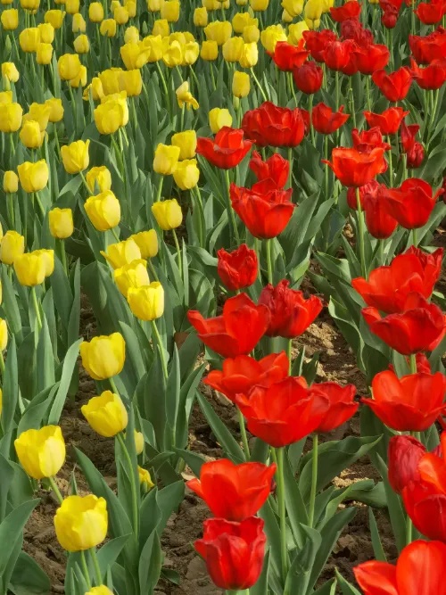 西安最高温将冲上30℃!陕西气象最新预报