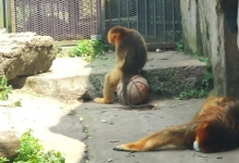 女子动物园制止不文明行为 反被群殴