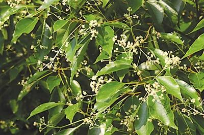 南平“市树”:闽楠、香樟 “市花”:桂花、百合花