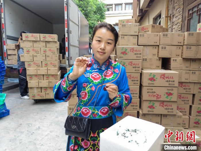 董智燕在邮发甜樱桃。 邵理燕 摄