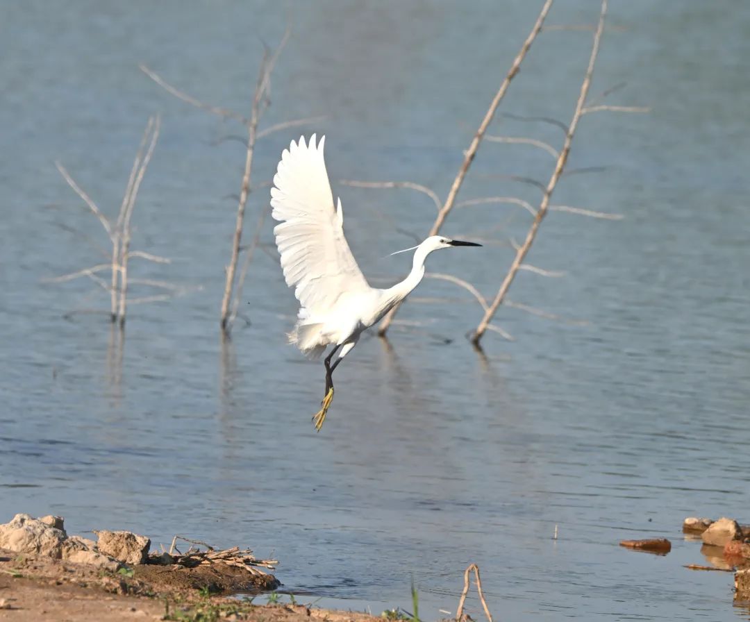 南乐县马颊河国家湿地公园|生态如画 候鸟翔集