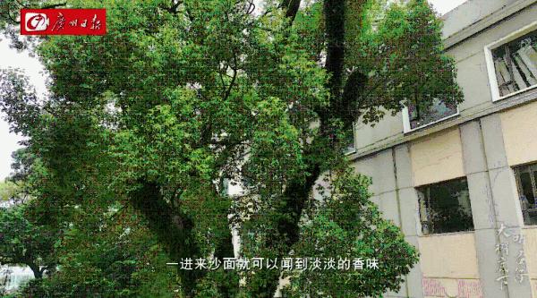 广州沙面常常弥漫着一股神秘香味?原来出自它……