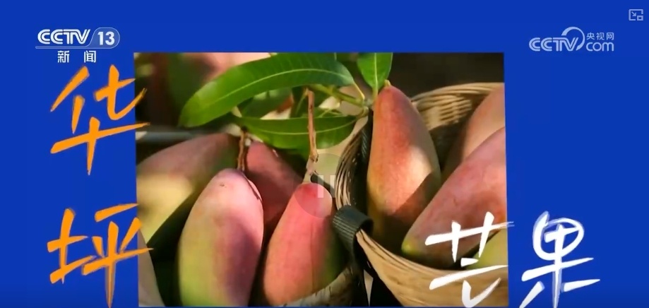 开盲盒!这些国货之光含“滇”量高!