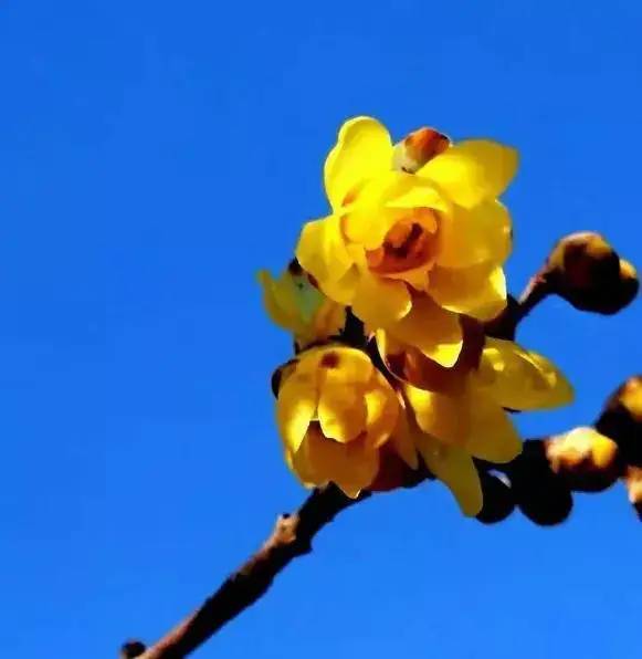 周末赏梅好去处!盘点西安几处蜡梅盛开的地方