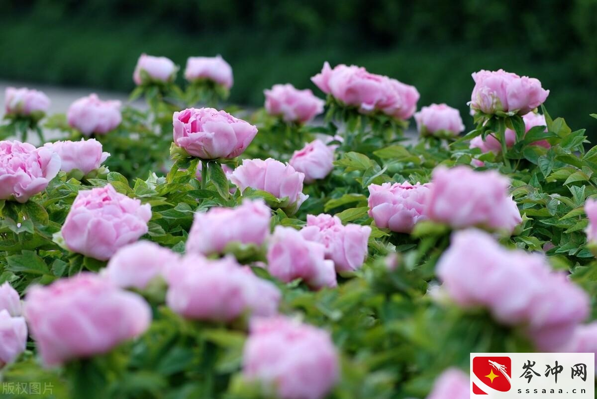 河南土特产排行榜前十名