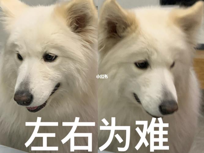 左右为难打一动物