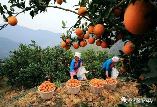 贵州十大土特产(贵州省十大特产及排行榜)