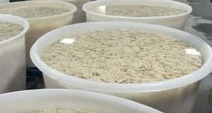 新春走基层|临淄区大薄村:小莲藕“串”起长产业链