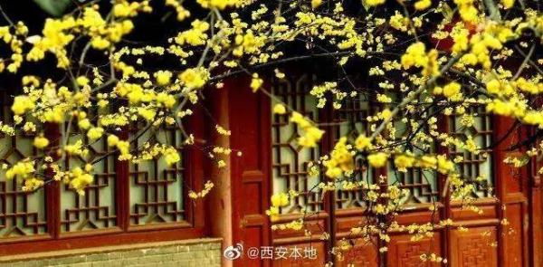 周末赏梅好去处!盘点西安几处蜡梅盛开的地方