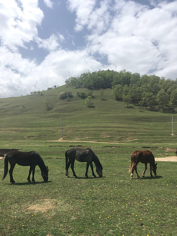 "路况很好,到关山牧场售票处,成人门票65,孩子32,车子5元,服务人员服务很好,热情,进入景区..._关山草原"的评论图片