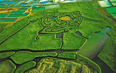 <p> 鸣翠湖芦苇迷宫</p>