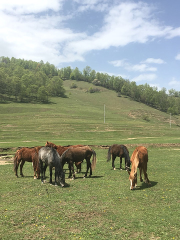 "路况很好,到关山牧场售票处,成人门票65,孩子32,车子5元,服务人员服务很好,热情,进入景区..._关山草原"的评论图片