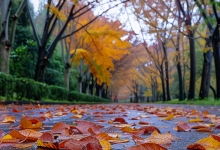 2月10日全国未来三天天气预报 中东部多地气温先升后降起伏明显