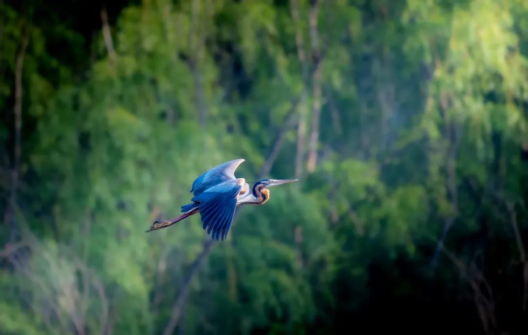 南乐县马颊河国家湿地公园|生态如画 候鸟翔集