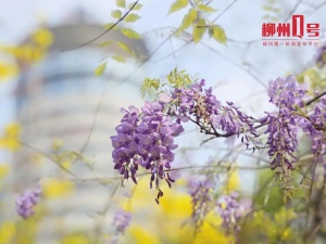 刷爆朋友圈的“绝绝紫”，我在柳州找到了~